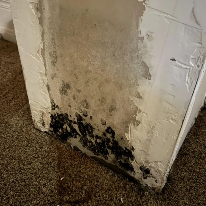 Professional Mold Removal in North Richland Hills, TX